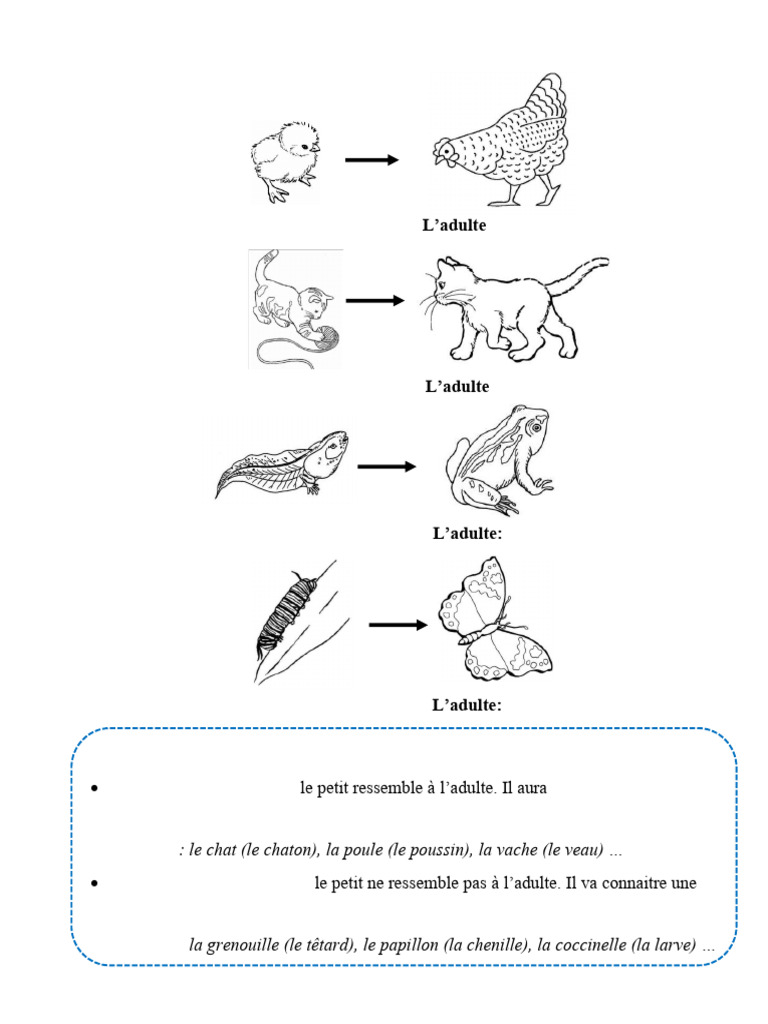 Développement Direct et Indirect des Animaux | PDF