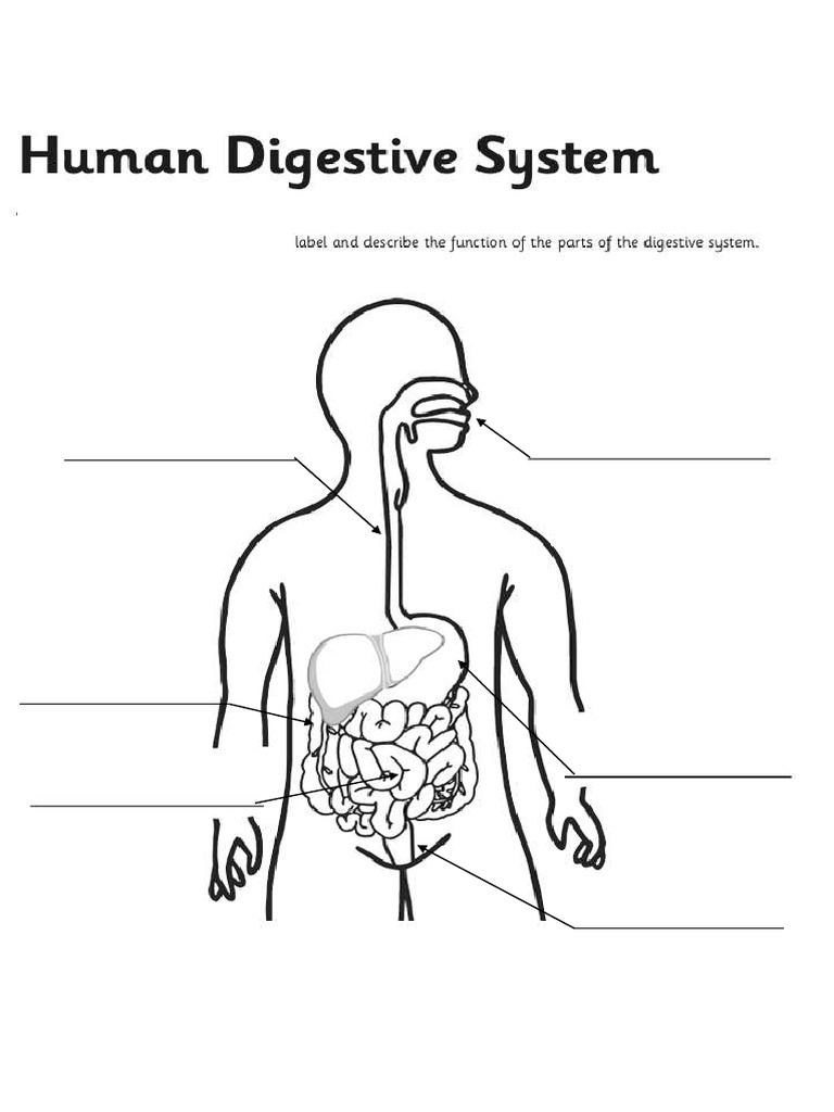 Digestive System Activity Sheet Y5 W7D2 | PDF