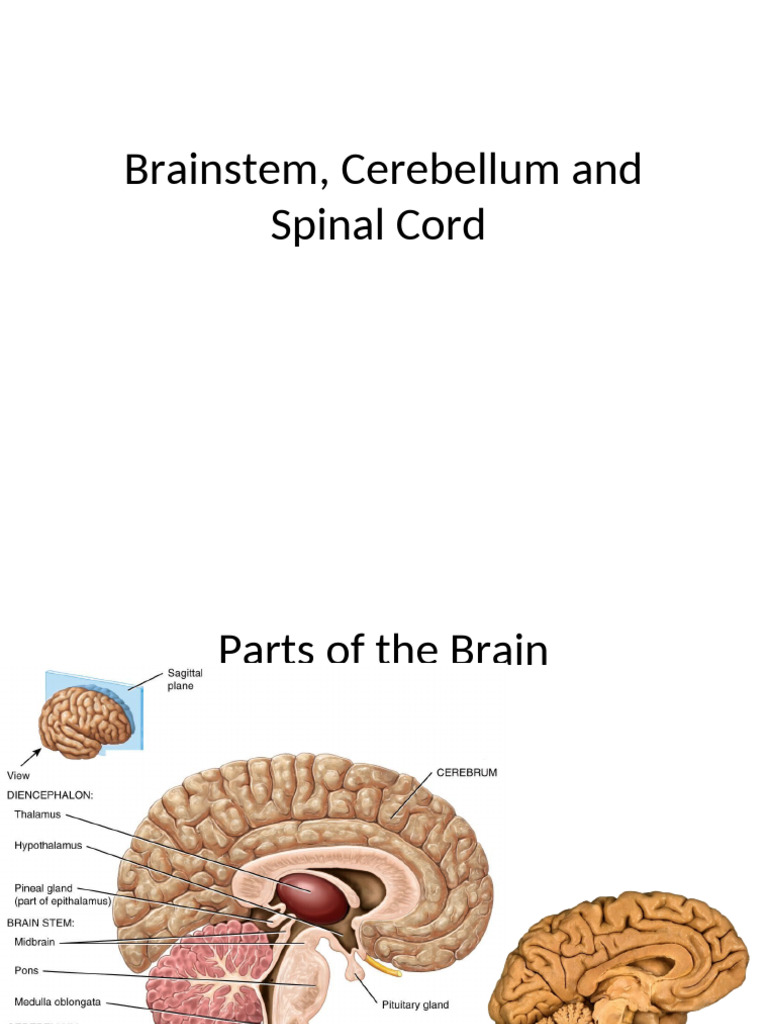 Brainstem and Spinal Cord Overview | PDF | Spinal Cord | Brainstem
