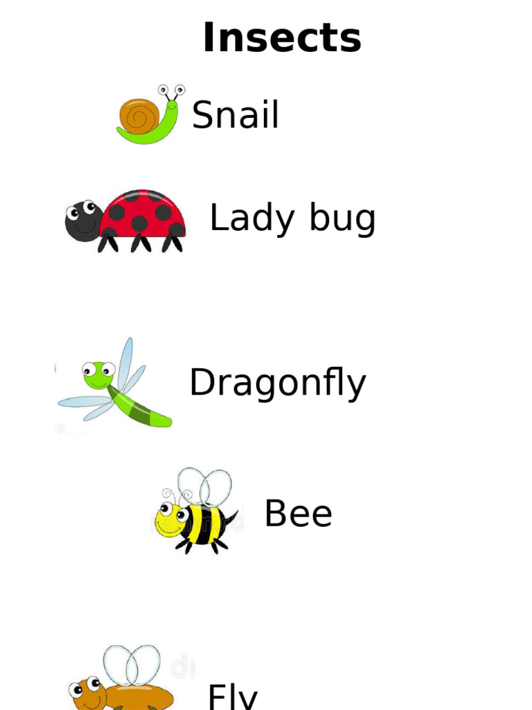 Insects | PDF