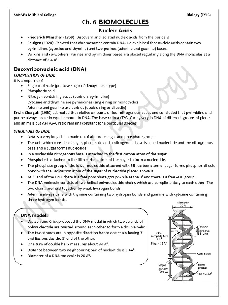 DNA and RNA Structures Explained | PDF | Rna | Nucleotides
