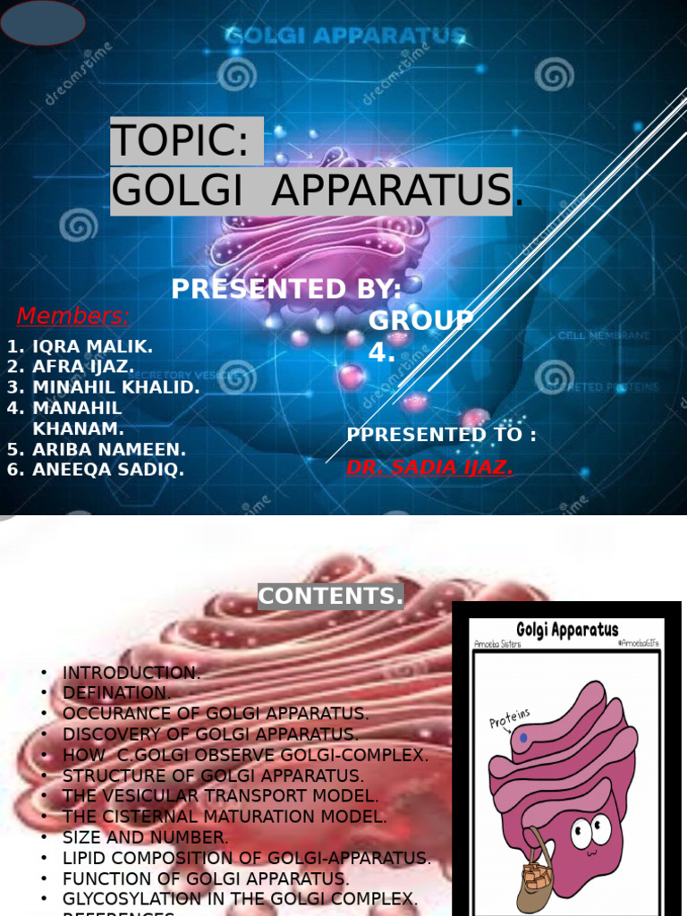 Understanding the Golgi Apparatus | PDF | Endoplasmic Reticulum | Lysosome