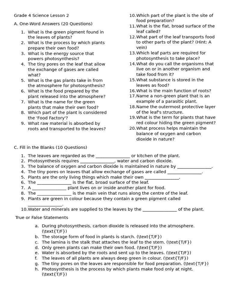 Grade 4 Photosynthesis Quiz Questions | PDF | Leaf | Plants
