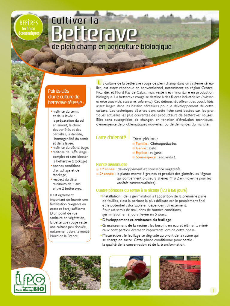 Guide de culture de la betterave rouge | PDF | Fertilisant | Semis