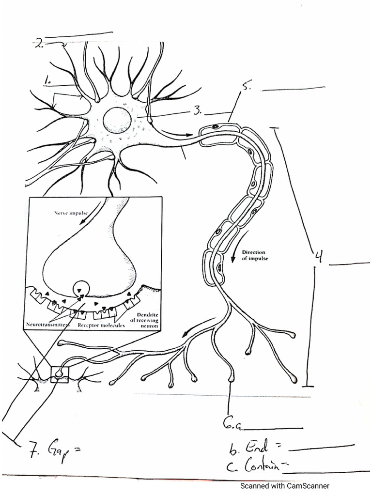 Neuron | PDF