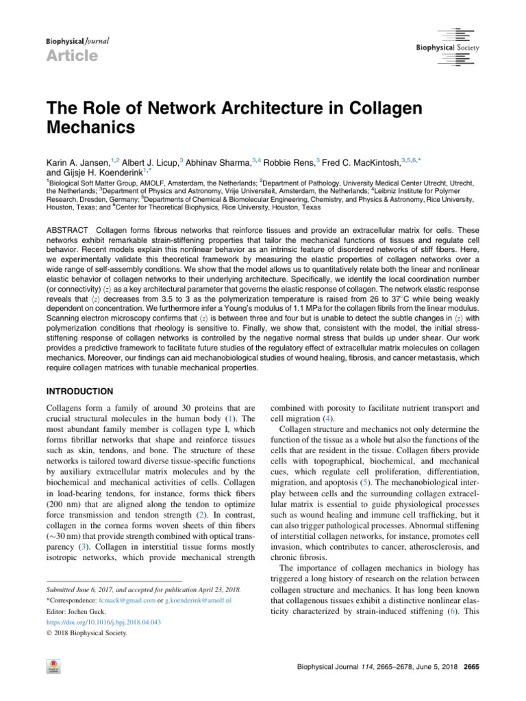 Collagen Network Architecture and Mechanics | PDF | Extracellular ...