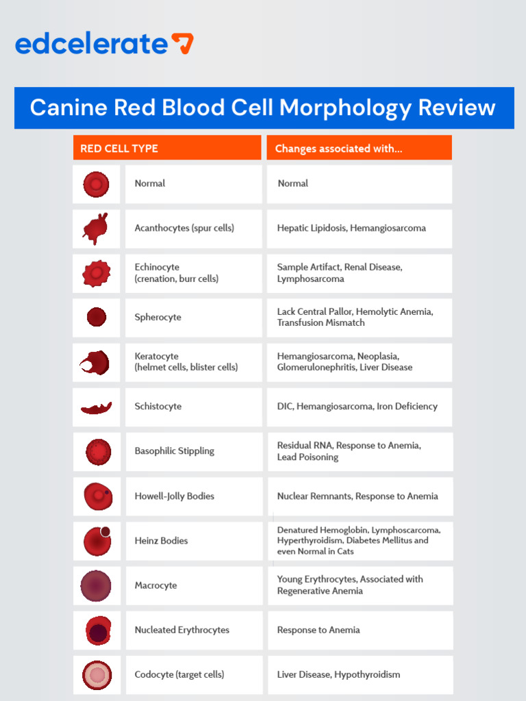 Canine Red Blood Cell Morphology Review | PDF