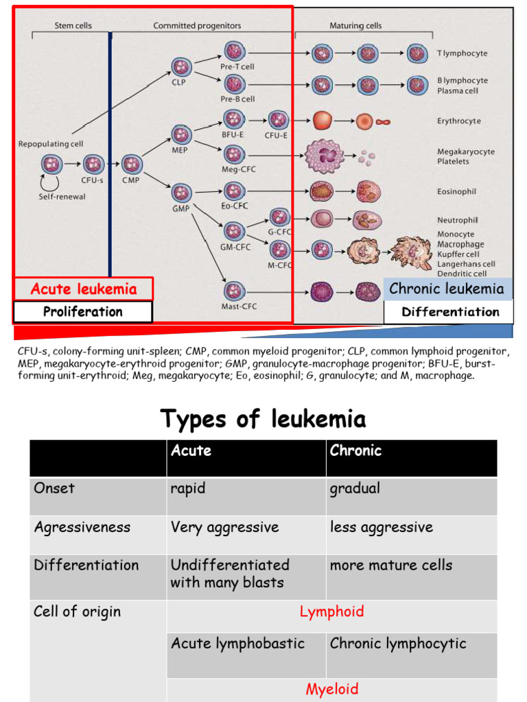 Types and Prognosis of Leukemias | PDF | Leukemia | Diseases And Disorders