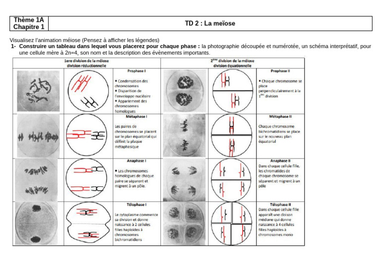Tableau de la Méiose : Phases et Schémas | PDF
