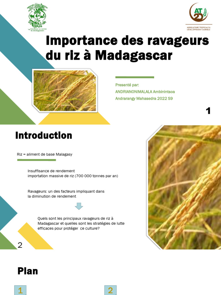 Ravageurs du riz à Madagascar : enjeux et luttes | PDF | Riz | Maïs