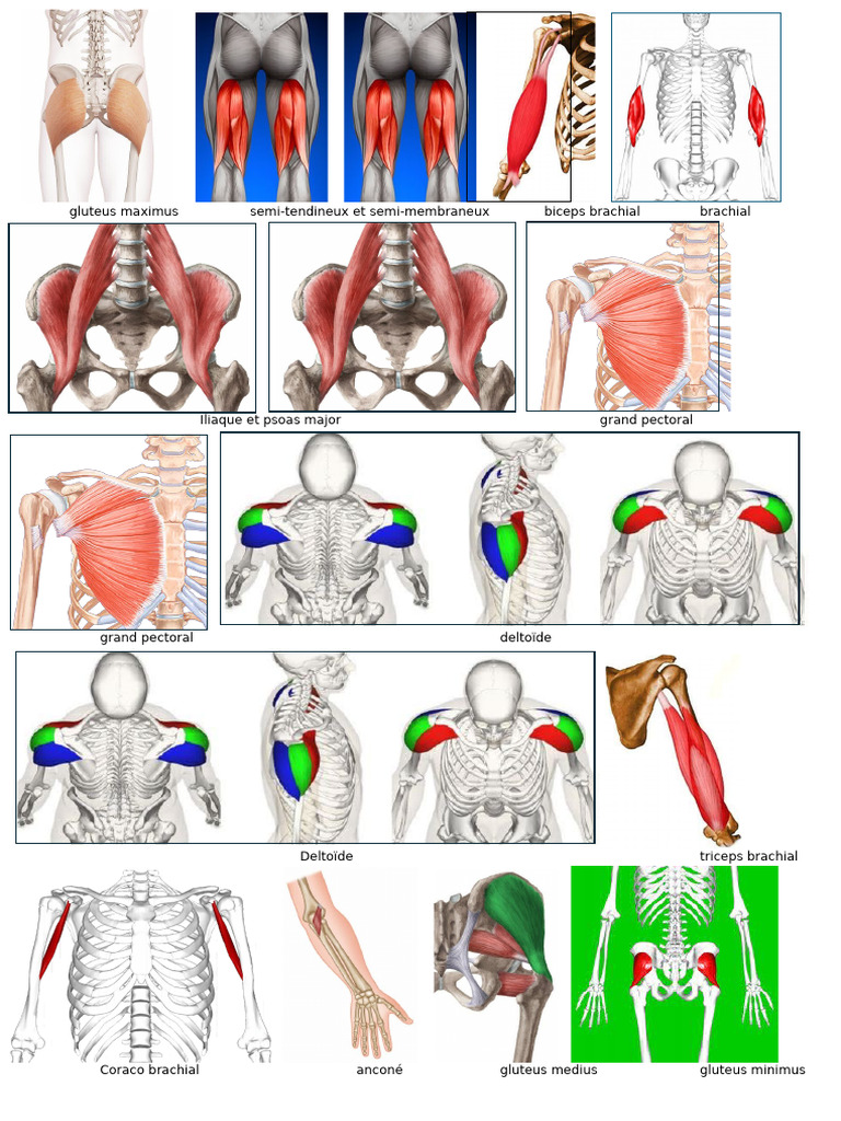 Photos Muscles 2 | PDF