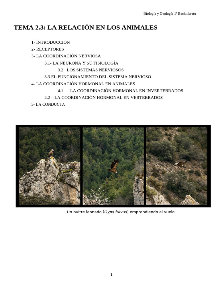 La Relaciã N en Animales | PDF | Sistema nervioso | Sinapsis