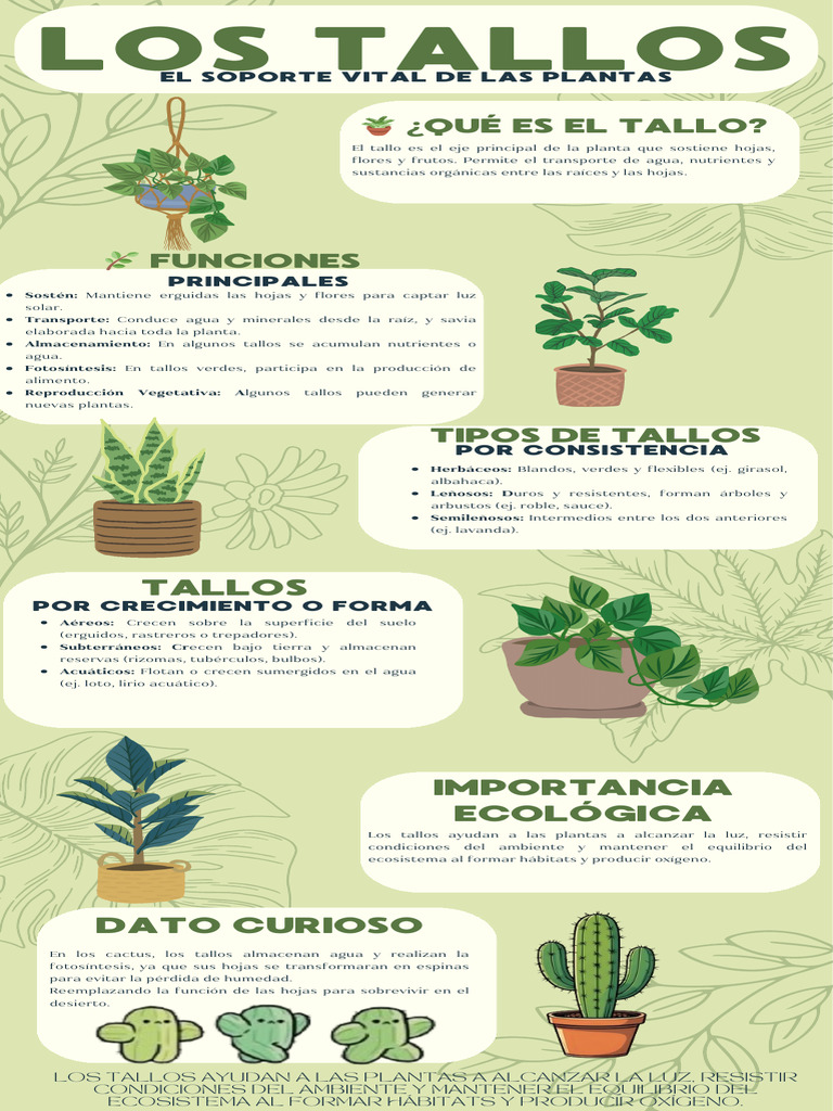 Funciones y Tipos de Tallos en Plantas | PDF | Tallo de la planta | Plantas