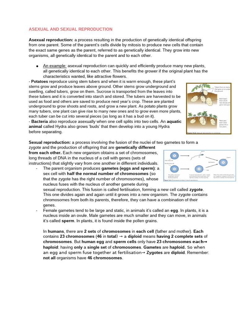 Asexual vs. Sexual Reproduction Explained | PDF | Reproduction | Flowers