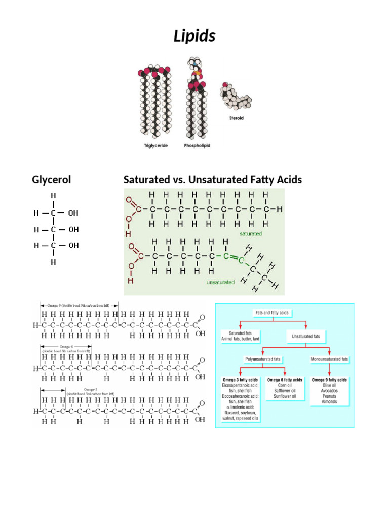 Understanding Lipids: Types and Functions | PDF