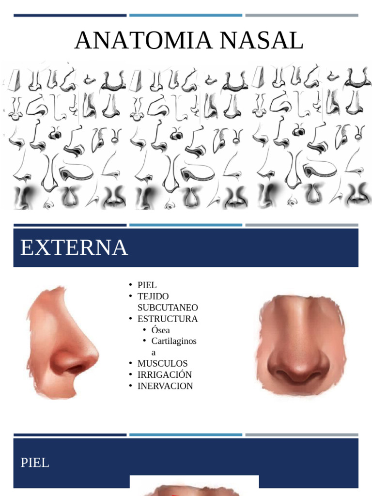 Anatomía de la Nariz: Estructura y Función | PDF | Nariz humana ...
