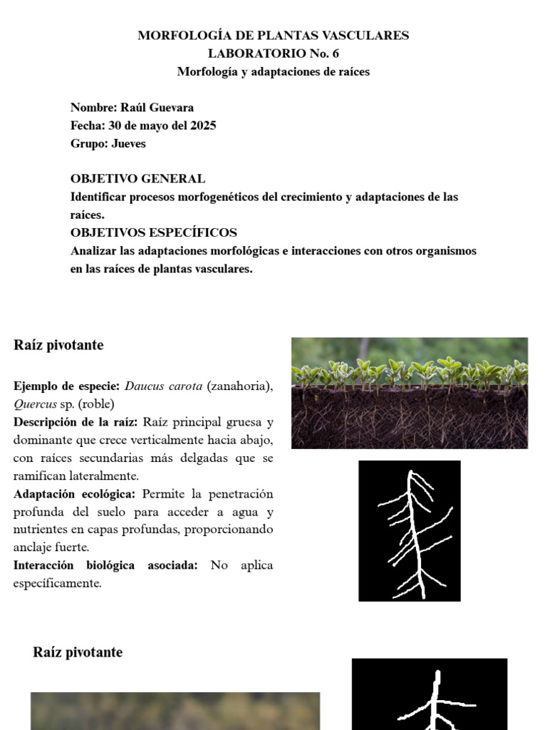 Morfología y Adaptaciones de Raíces | PDF | Raíz | Mangle