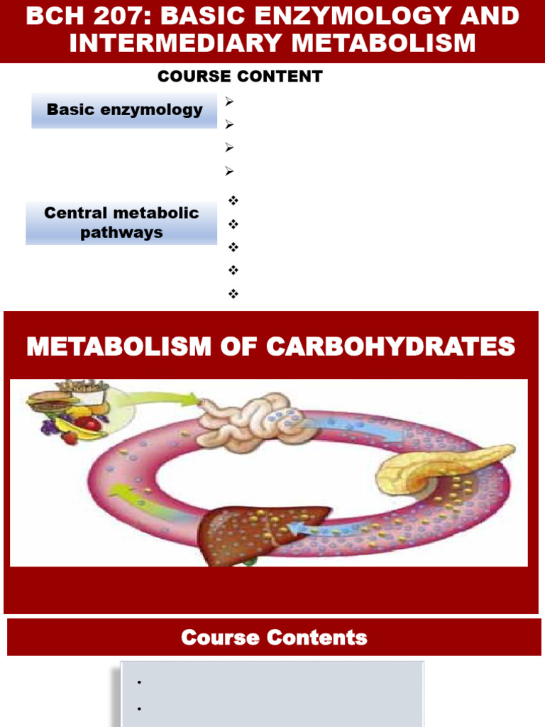 Basic Enzymology and Metabolism Overview | PDF | Chemistry | Citric ...