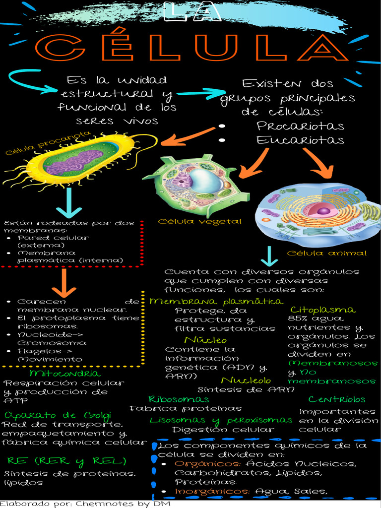 La Celula Infografia | PDF