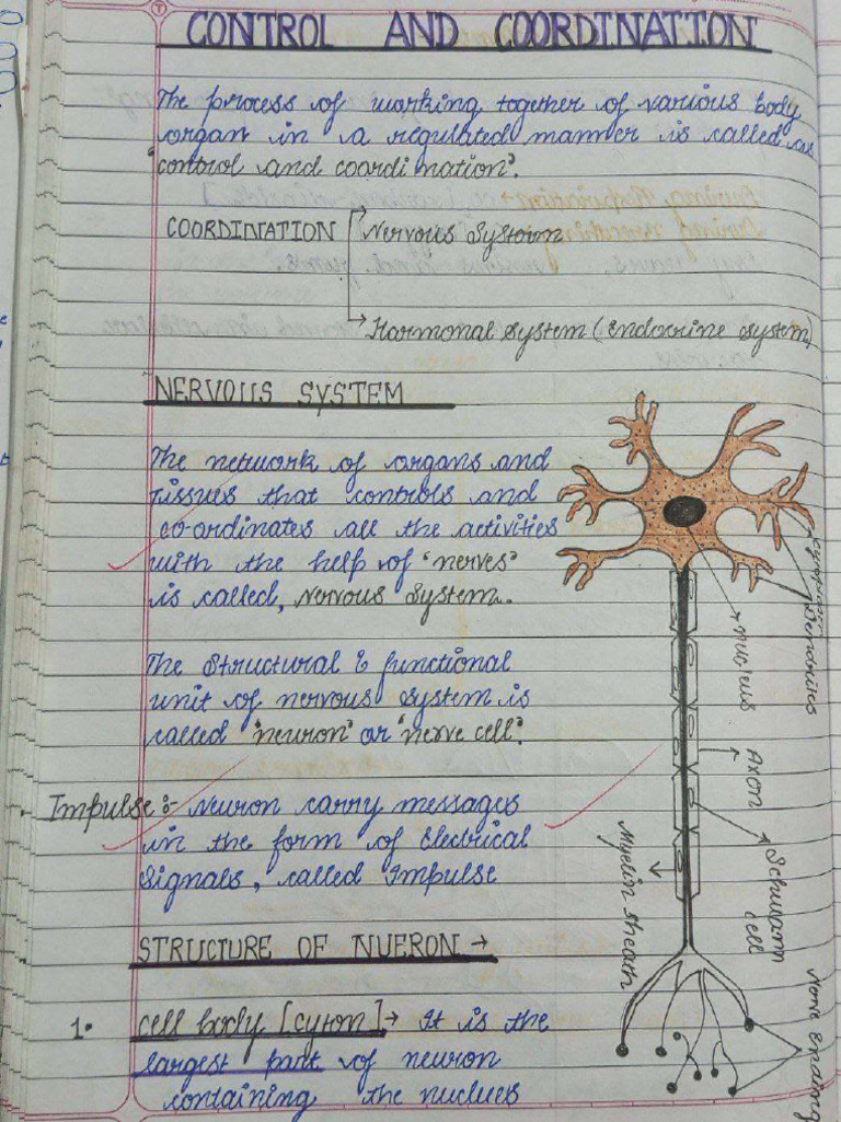 Control & Cordination 10th Handwritten Notes | PDF