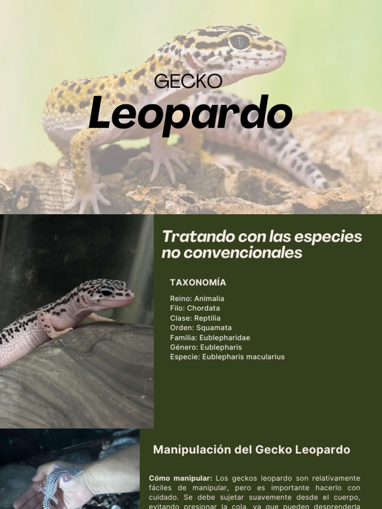 Cuidado y manejo del gecko leopardo | PDF | Calcio | Dieta