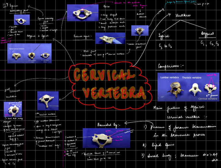 Understanding Cervical Spine Anatomy | PDF | Chordates | Human Anatomy