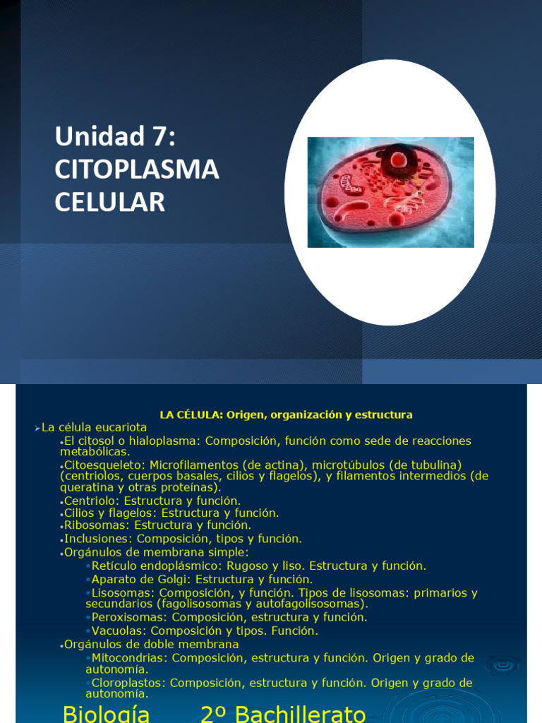 Estructura y Función del Citoplasma Celular | PDF | Lisosoma | Citoplasma