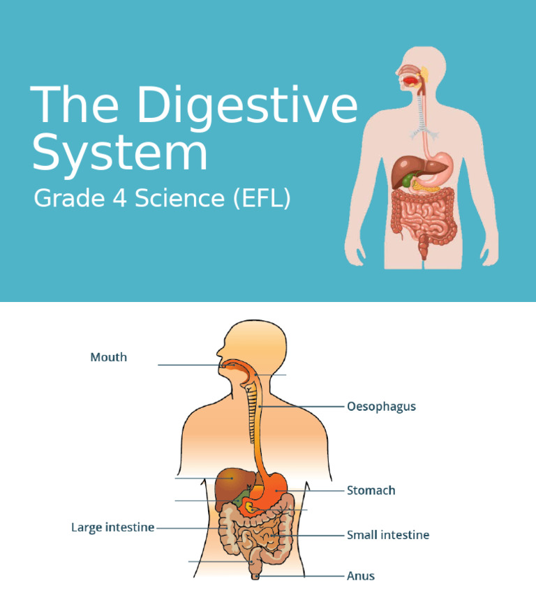 The Digestive System | PDF