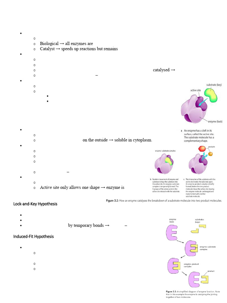 Enzymes 3 | PDF | Enzyme | Enzyme Inhibitor