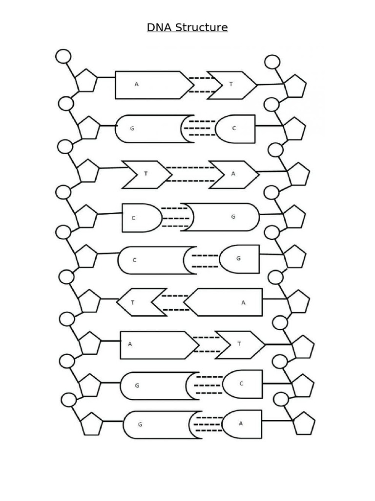 DNA Structure | PDF