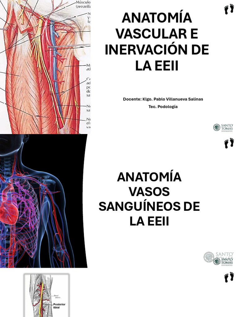 Anatomía Vascular e Inervación EEII | PDF