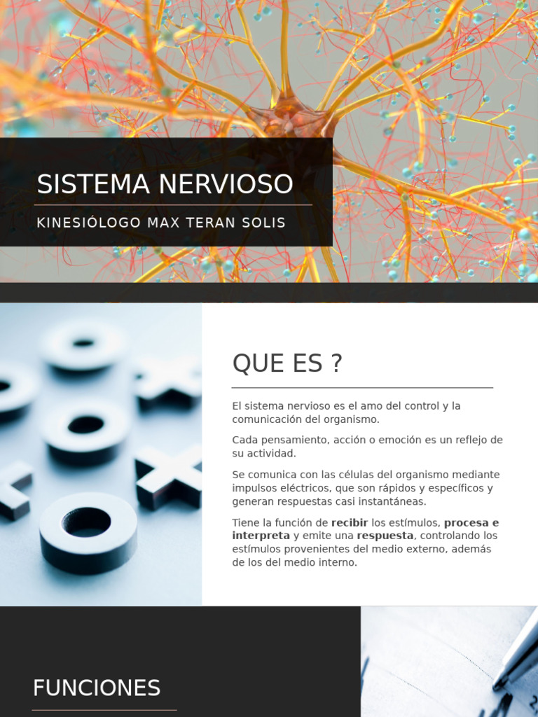 Funciones y Estructura del Sistema Nervioso | PDF | Neurona | Sistema ...