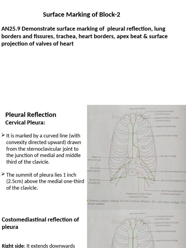 Surface Marking - Block 2 and 3 | PDF | Common Carotid Artery | Neck