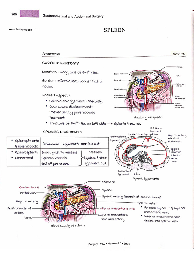 Spleen | PDF