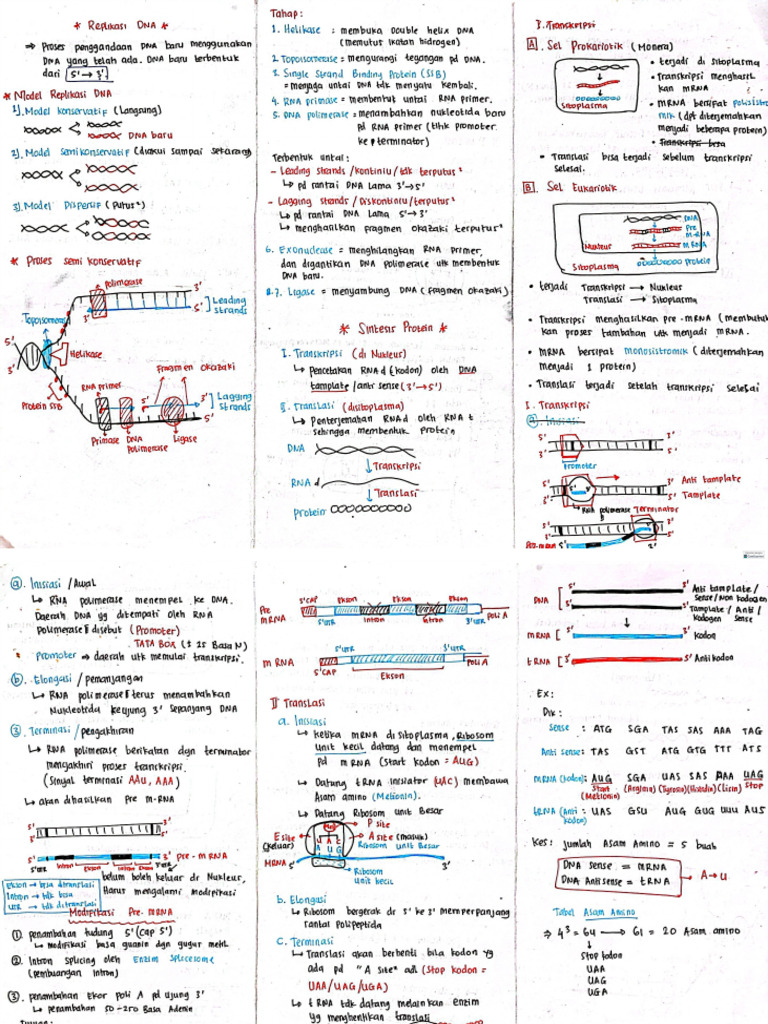 Replikasi DNA Dan Sintesis Protein | PDF