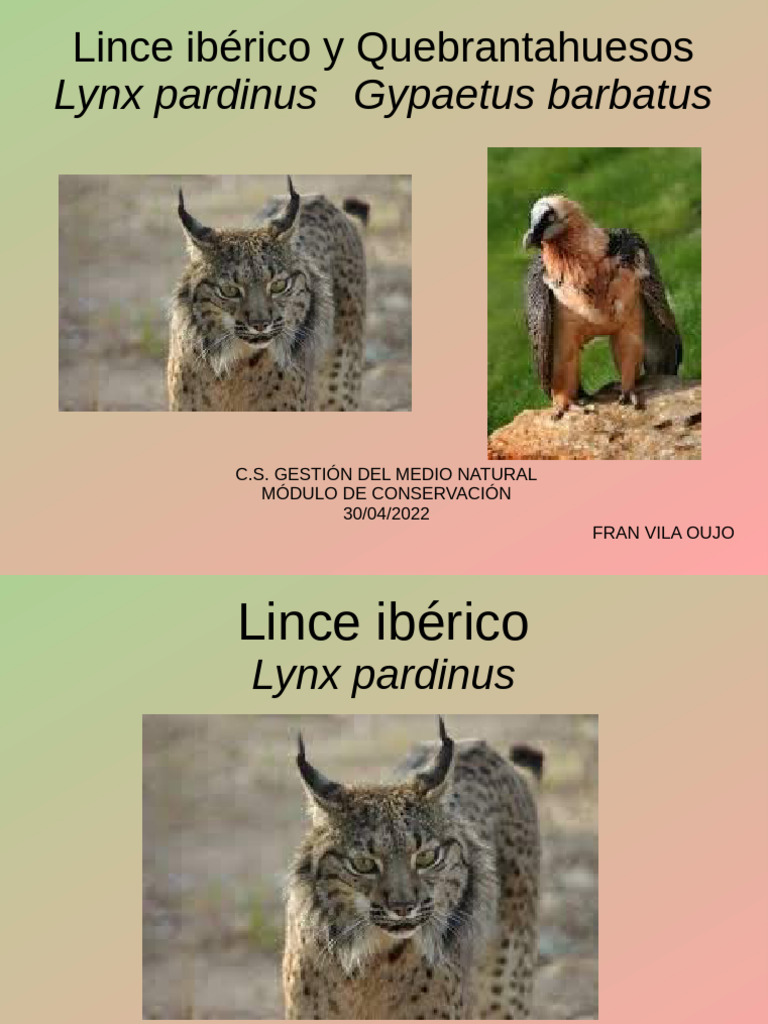 Página 4 | Bobcat Imágenes, Fotos y Fondos de pantalla para Descargar Gratis, image size:768x1024