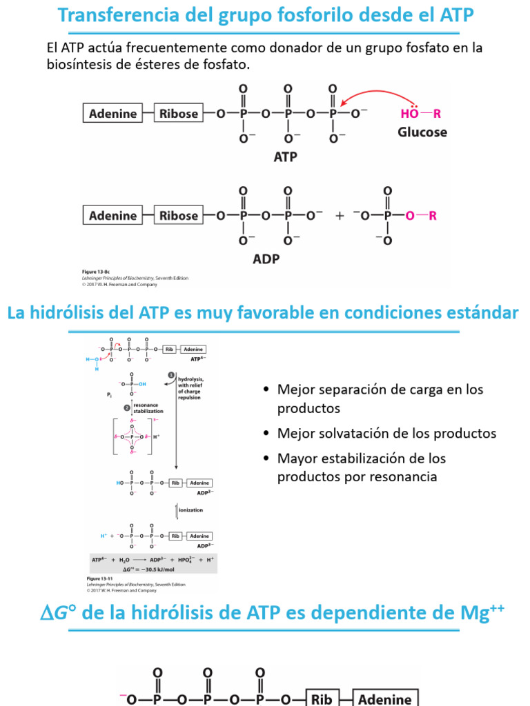 Transferencia de grupo fosforilo del ATP | PDF | Trifosfato de ...