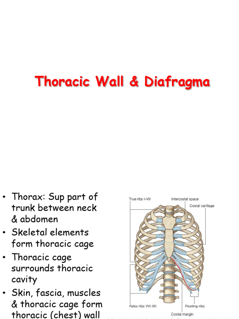 Thoracic Wall and Diaphragm Anatomy | PDF | Thorax | Thorax (Human Anatomy)
