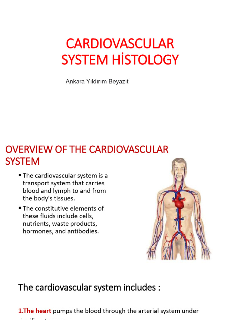 Cardiovascular System Histology Overview | PDF | Artery | Heart