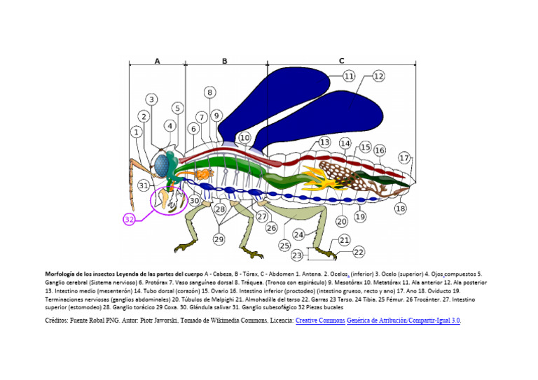 Morfología de Insectos: Partes del Cuerpo | PDF