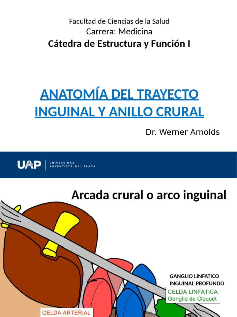 Trayecto Inguinal y Anillo Crural (1) 2 | PDF | Abdomen | Anatomía humana