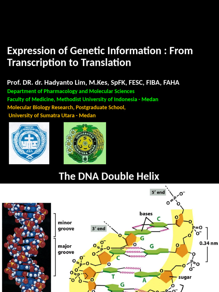 Genetic Information Flow: Transcription to Translation | PDF | Rna | Dna