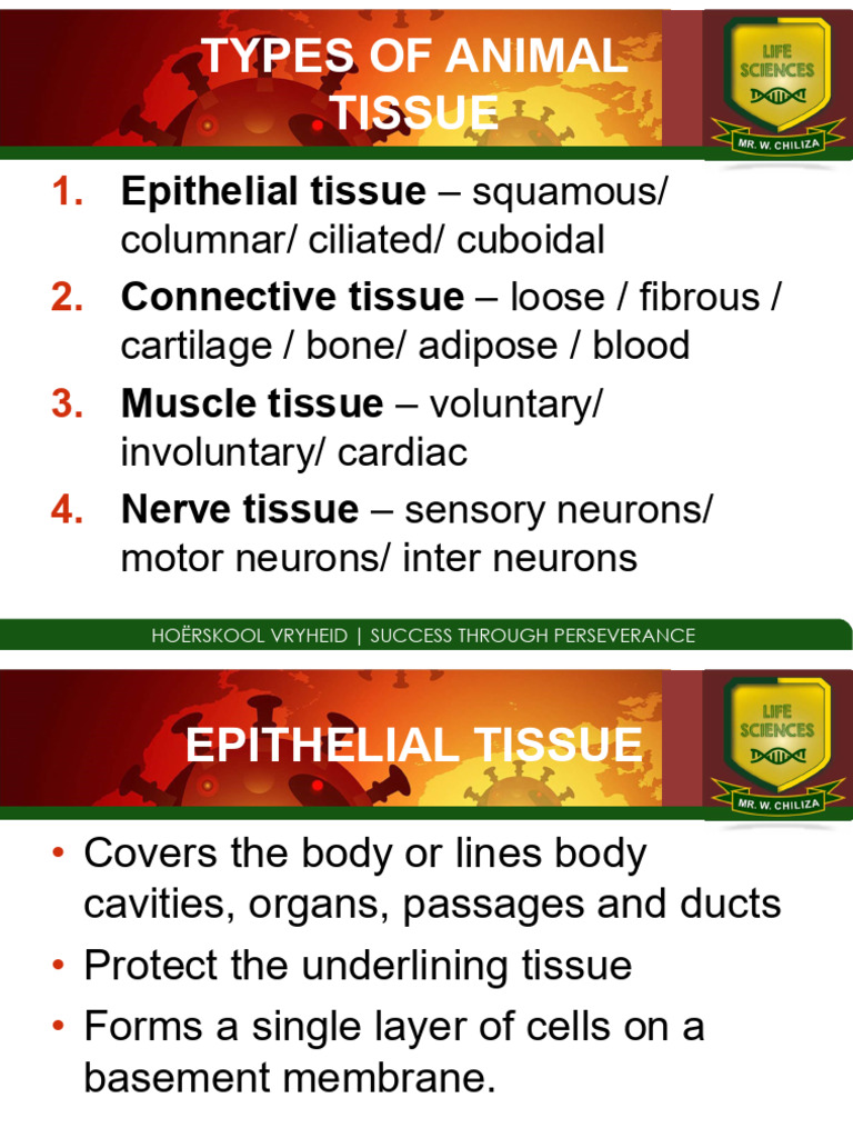 Types of Animal Tissue Explained | PDF