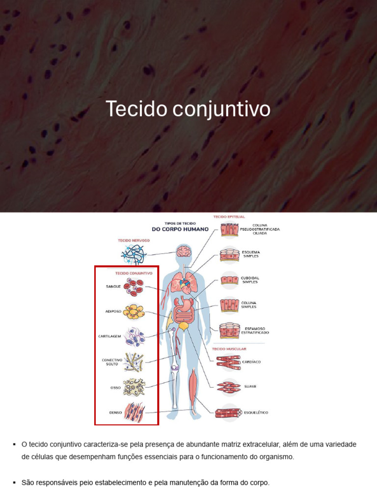 Funções e Estrutura do Tecido Conjuntivo | PDF | Tecido conjuntivo ...