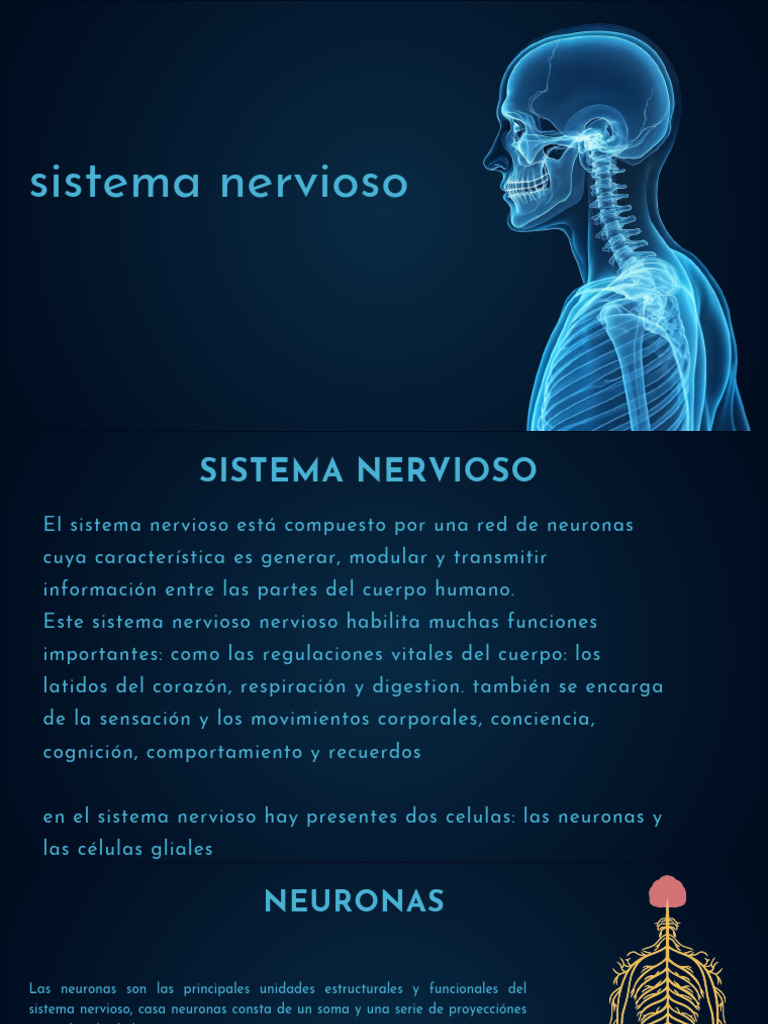 Funciones y Estructura del Sistema Nervioso | PDF | Neurona | Sistema ...