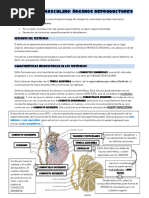 Capas del escroto y su anatomía | PDF
