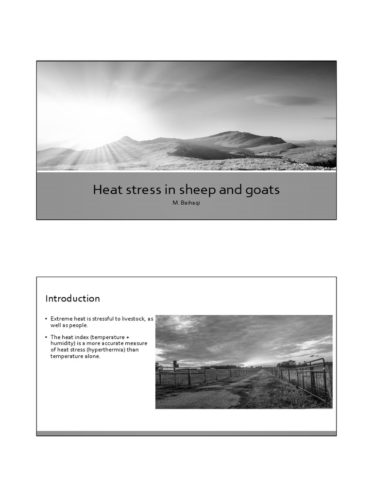 Managing Heat Stress in Sheep & Goats | PDF | Sheep | Wool