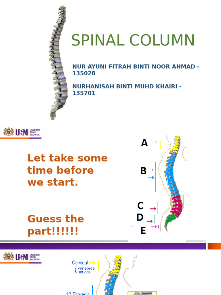 Understanding the Spinal Column Functions | PDF | Vertebra | Skeletal ...