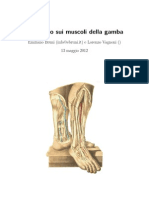 Seminario sui muscoli della gamba