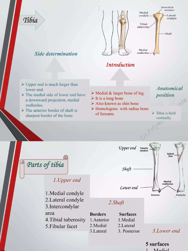 Knee Joint and Tibia Attachments Guide | PDF | Soft Tissue | Joints